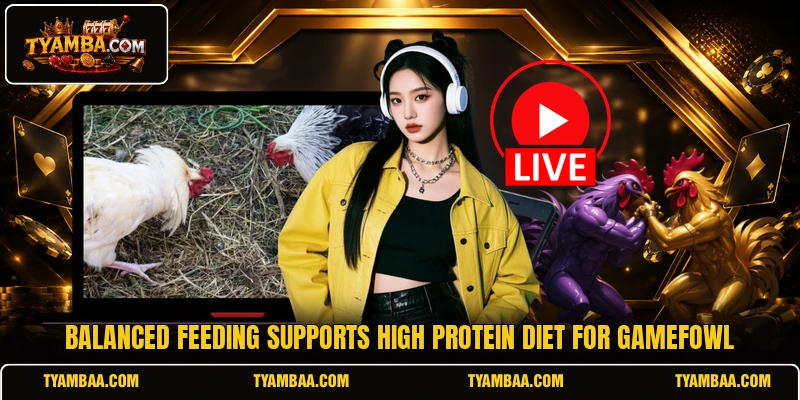 Balanced feeding supports High protein diet for gamefowl Balanced feeding supports High protein diet for gamefowl