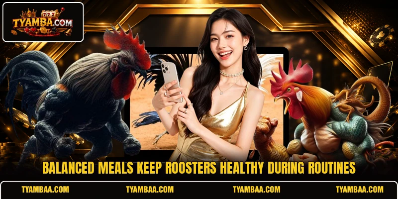 Balanced meals keep roosters healthy during routines Balanced meals keep roosters healthy during routines