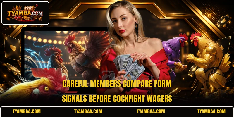 Careful members compare form signals before cockfight wagers Careful members compare form signals before cockfight wagers