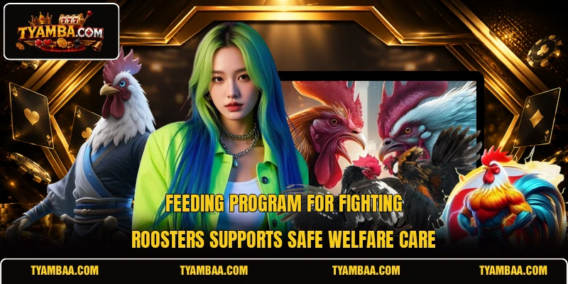 Feeding program for fighting roosters supports safe welfare care Feeding program for fighting roosters supports safe welfare care